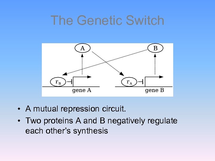The Genetic Switch • A mutual repression circuit. • Two proteins A and B
