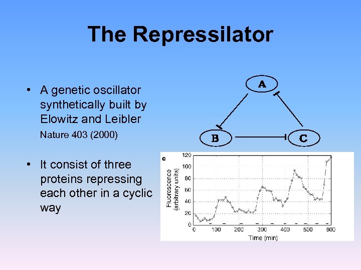 The Repressilator • A genetic oscillator synthetically built by Elowitz and Leibler Nature 403