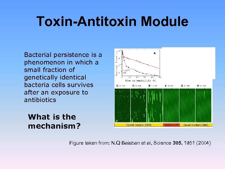 Toxin-Antitoxin Module Bacterial persistence is a phenomenon in which a small fraction of genetically
