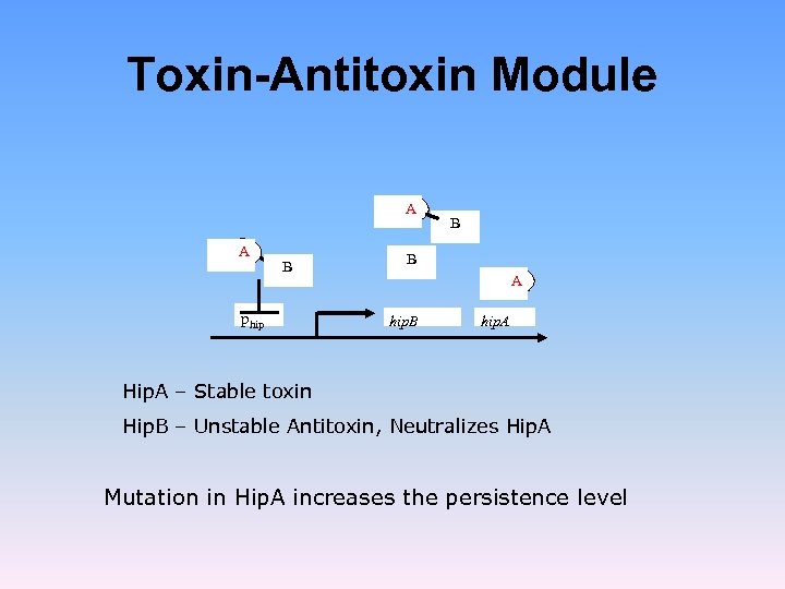 Toxin-Antitoxin Module A A B phip B B A hip. B hip. A Hip.