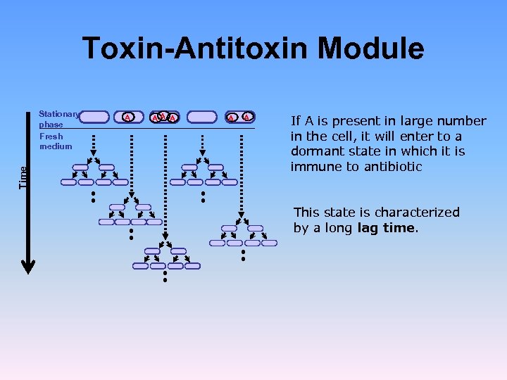 Toxin-Antitoxin Module Time Stationary phase Fresh medium A AA A If A is present