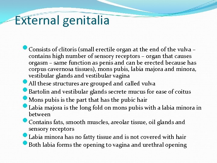 External genitalia Consists of clitoris (small erectile organ at the end of the vulva