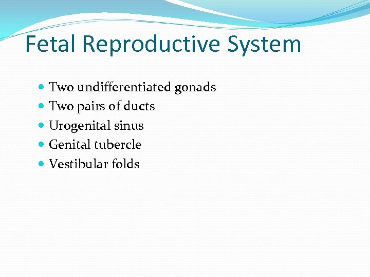 Fetal Reproductive System Two undifferentiated gonads Two pairs of ducts Urogenital sinus Genital tubercle