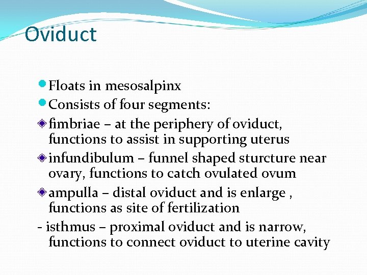 Oviduct Floats in mesosalpinx Consists of four segments: fimbriae – at the periphery of