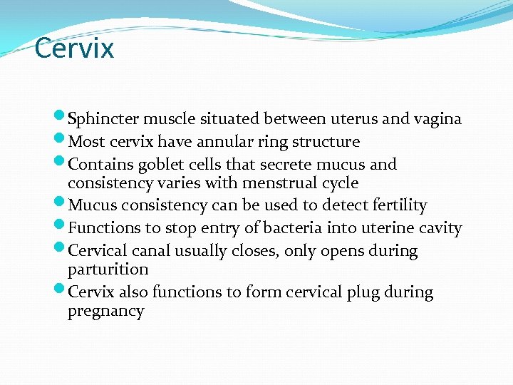 Cervix Sphincter muscle situated between uterus and vagina Most cervix have annular ring structure