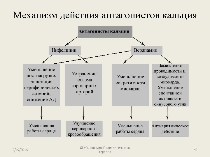 Механизм действия антагонистов кальция 3/19/2018 СГМУ, кафедра Поликлиническая терапия 43 