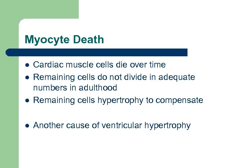 Myocyte Death l Cardiac muscle cells die over time Remaining cells do not divide