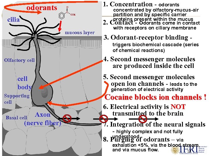 odorants cilia 1. Concentration - odorants O C OCH 3 2. mucous layer concentrated