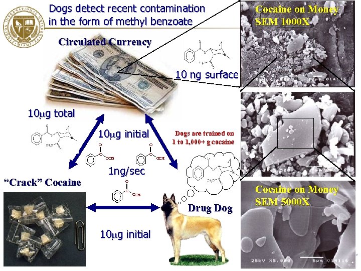 Dogs detect recent contamination in the form of methyl benzoate Cocaine on Money SEM