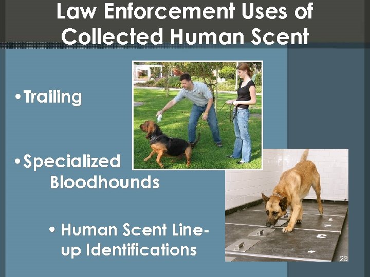 Law Enforcement Uses of Collected Human Scent • Trailing • Specialized Bloodhounds • Human