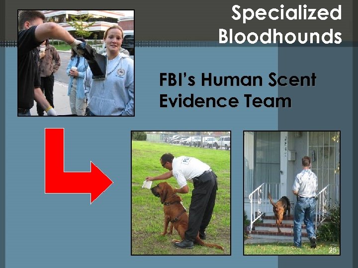 Specialized Bloodhounds FBI’s Human Scent Evidence Team 25 