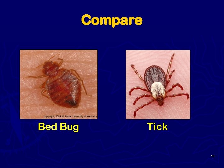 Compare Bed Bug Tick 10 
