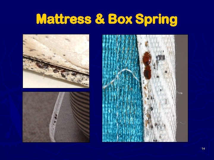 Mattress & Box Spring 14 