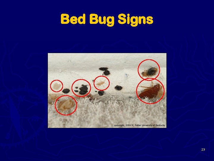 Bed Bug Signs 23 