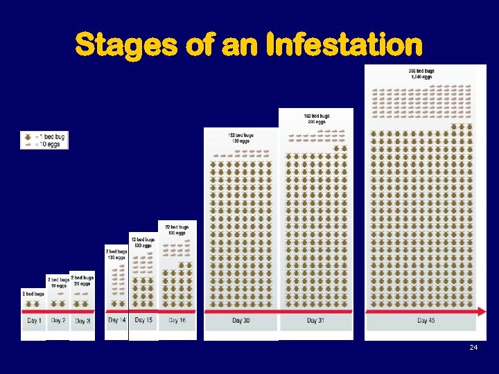 Stages of an Infestation 24 