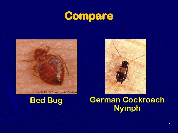 Compare Bed Bug German Cockroach Nymph 8 