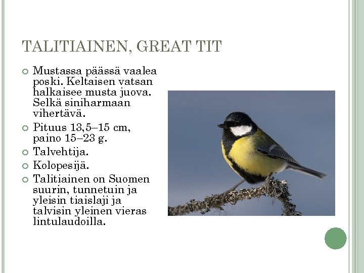 TALITIAINEN, GREAT TIT Mustassa päässä vaalea poski. Keltaisen vatsan halkaisee musta juova. Selkä siniharmaan