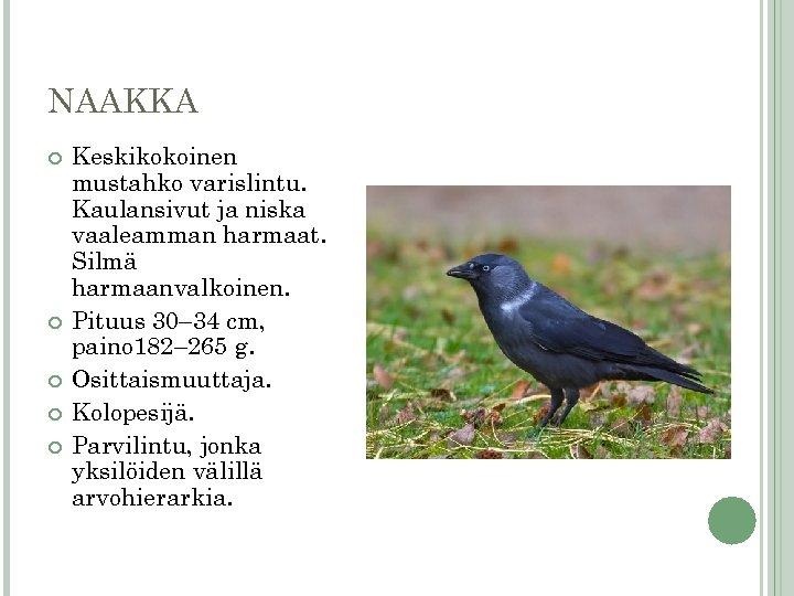 NAAKKA Keskikokoinen mustahko varislintu. Kaulansivut ja niska vaaleamman harmaat. Silmä harmaanvalkoinen. Pituus 30– 34