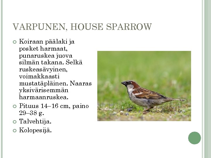 VARPUNEN, HOUSE SPARROW Koiraan päälaki ja posket harmaat, punaruskea juova silmän takana. Selkä ruskeasävyinen,