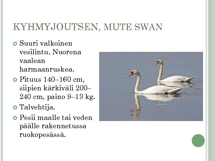 KYHMYJOUTSEN, MUTE SWAN Suuri valkoinen vesilintu. Nuorena vaalean harmaanruskea. Pituus 140– 160 cm, siipien