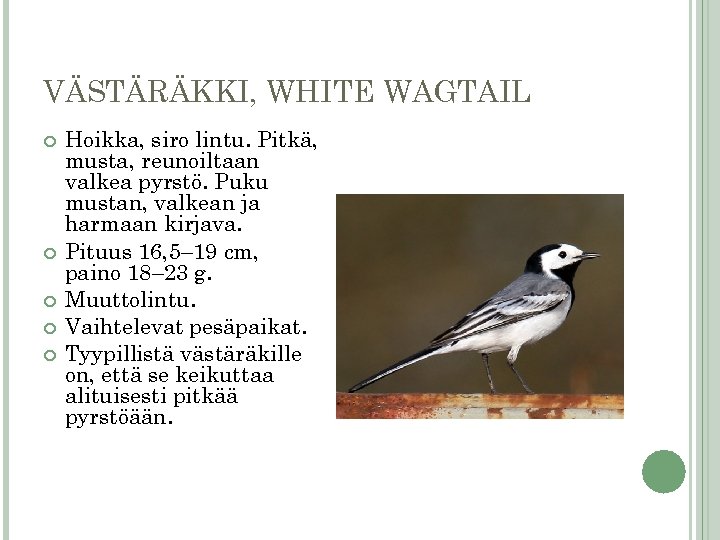 VÄSTÄRÄKKI, WHITE WAGTAIL Hoikka, siro lintu. Pitkä, musta, reunoiltaan valkea pyrstö. Puku mustan, valkean