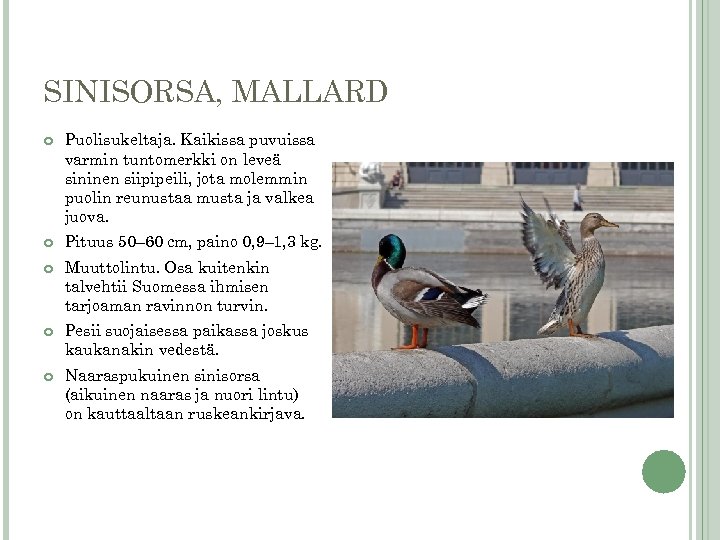 SINISORSA, MALLARD Puolisukeltaja. Kaikissa puvuissa varmin tuntomerkki on leveä sininen siipipeili, jota molemmin puolin