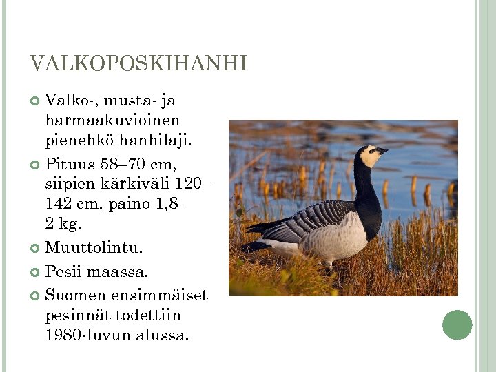 VALKOPOSKIHANHI Valko-, musta- ja harmaakuvioinen pienehkö hanhilaji. Pituus 58– 70 cm, siipien kärkiväli 120–