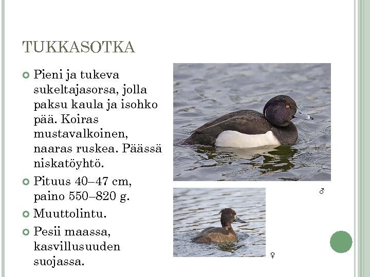 TUKKASOTKA Pieni ja tukeva sukeltajasorsa, jolla paksu kaula ja isohko pää. Koiras mustavalkoinen, naaras