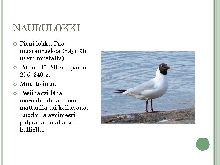 NAURULOKKI Pieni lokki. Pää mustanruskea (näyttää usein mustalta). Pituus 35– 39 cm, paino 205–