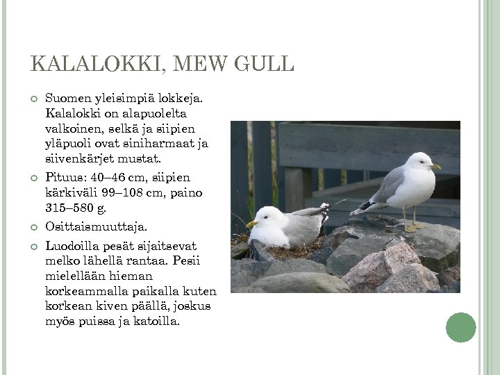 KALALOKKI, MEW GULL Suomen yleisimpiä lokkeja. Kalalokki on alapuolelta valkoinen, selkä ja siipien yläpuoli