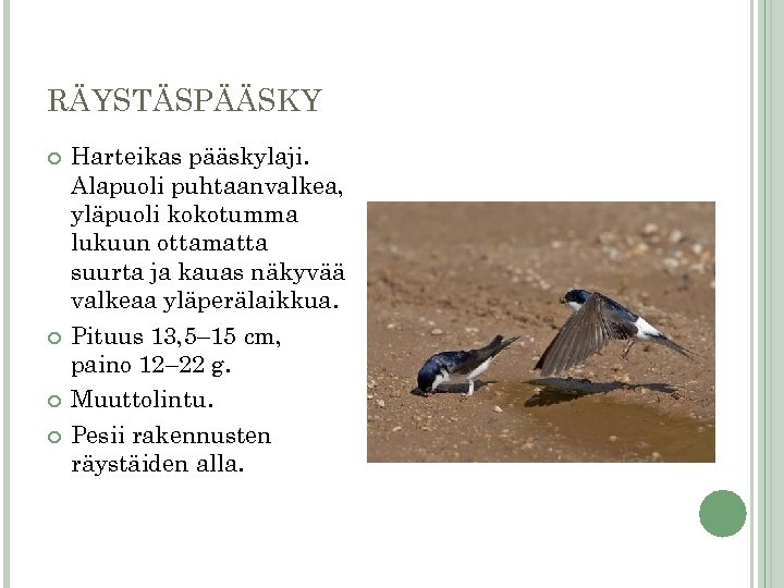 RÄYSTÄSPÄÄSKY Harteikas pääskylaji. Alapuoli puhtaanvalkea, yläpuoli kokotumma lukuun ottamatta suurta ja kauas näkyvää valkeaa