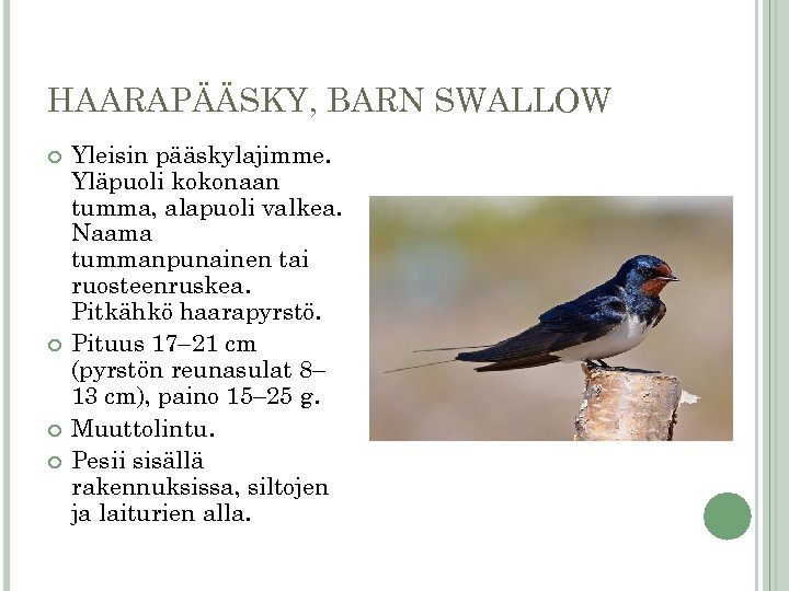 HAARAPÄÄSKY, BARN SWALLOW Yleisin pääskylajimme. Yläpuoli kokonaan tumma, alapuoli valkea. Naama tummanpunainen tai ruosteenruskea.