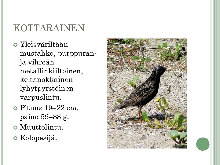 KOTTARAINEN Yleisväriltään mustahko, purppuranja vihreän metallinkiiltoinen, keltanokkainen lyhytpyrstöinen varpuslintu. Pituus 19– 22 cm, paino