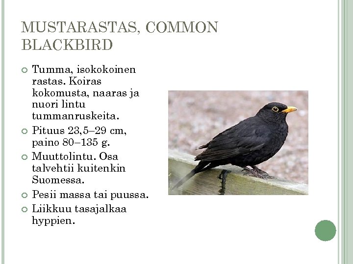 MUSTARASTAS, COMMON BLACKBIRD Tumma, isokokoinen rastas. Koiras kokomusta, naaras ja nuori lintu tummanruskeita. Pituus