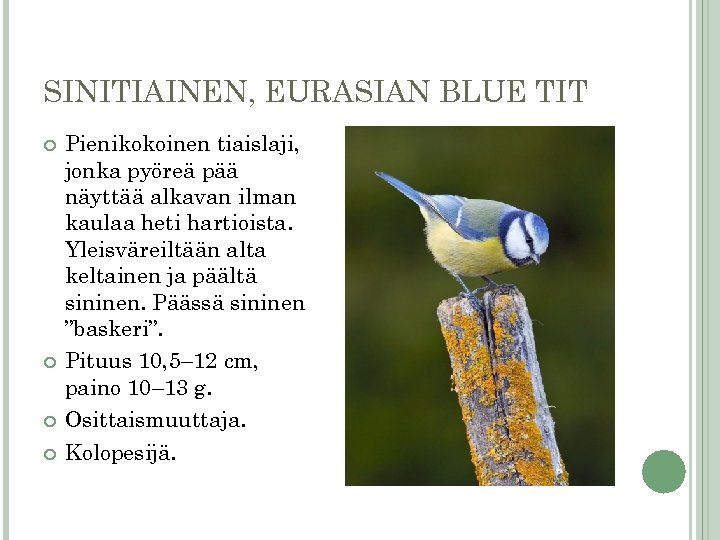 SINITIAINEN, EURASIAN BLUE TIT Pienikokoinen tiaislaji, jonka pyöreä pää näyttää alkavan ilman kaulaa heti