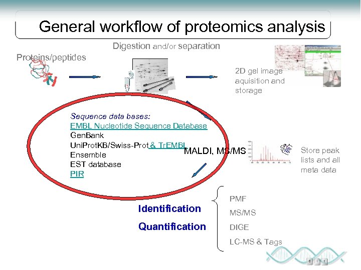 General workflow of proteomics analysis Digestion and/or separation Proteins/peptides 2 D gel image aquisition