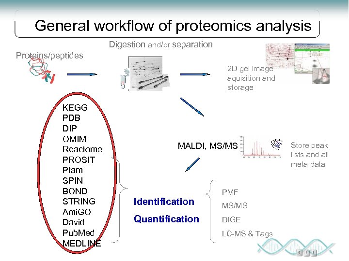 General workflow of proteomics analysis Digestion and/or separation Proteins/peptides 2 D gel image aquisition