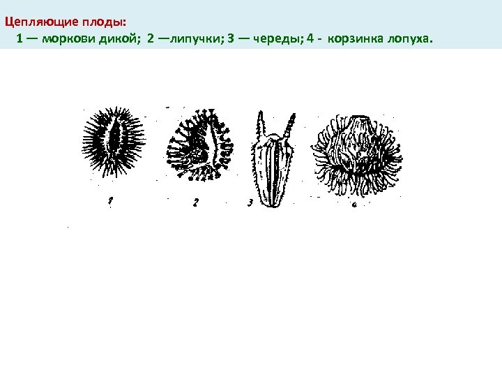 Цепляющие плоды: 1 — моркови дикой; 2 —липучки; 3 — череды; 4 корзинка лопуха.