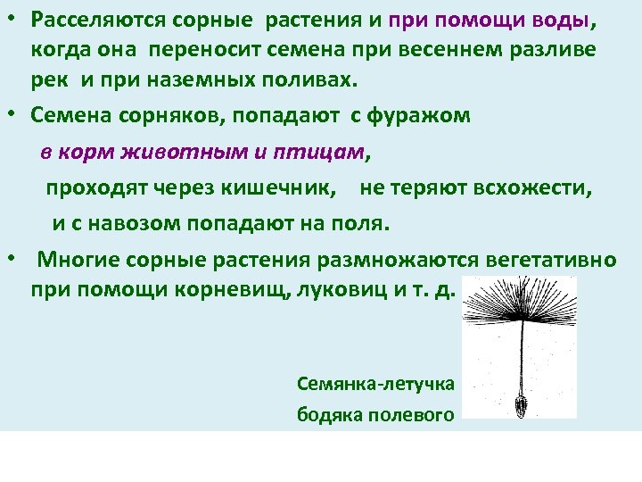  • Расселяются сорные растения и при помощи воды, когда она переносит семена при