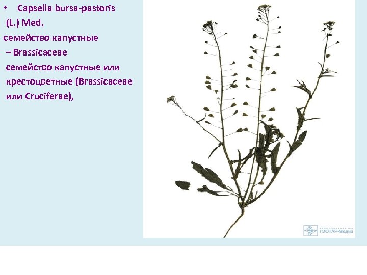  • Capsella bursa pastoris (L. ) Med. семейство капустные – Brassicaceae семейство капустные