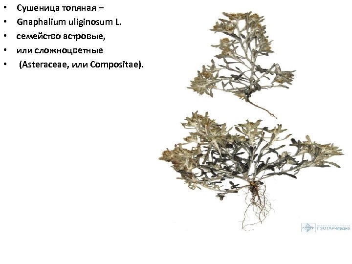  • • • Сушеница топяная – Gnaphalium uliginosum L. семейство астровые, или сложноцветные