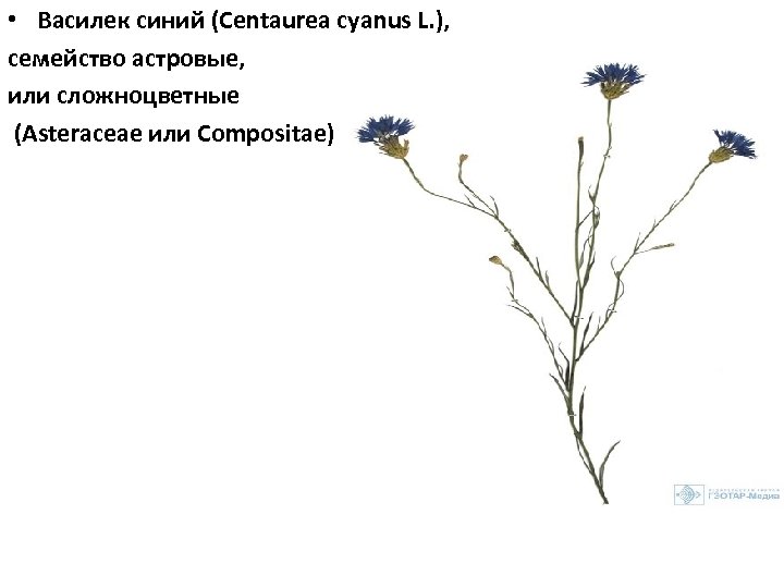  • Василек синий (Centaurea cyanus L. ), семейство астровые, или сложноцветные (Asteraceae или