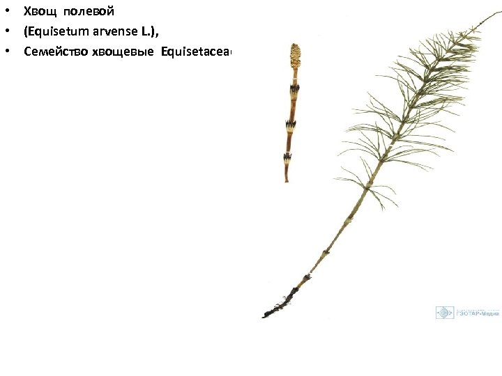  • Хвощ полевой • (Equisetum arvense L. ), • Семейство хвощевые Equisetaceae 
