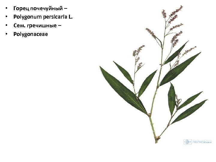  • • Горец почечуйный – Polygonum persicaria L. Сем. гречишные – Polygonaceae 