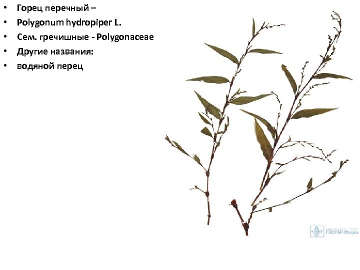 • • • Горец перечный – Polygonum hydropiper L. Сем. гречишные Polygonaceae Другие