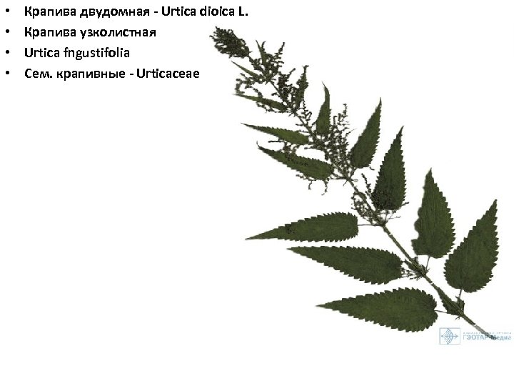  • • Крапива двудомная Urtica dioica L. Крапива узколистная Urtica fngustifolia Сем. крапивные