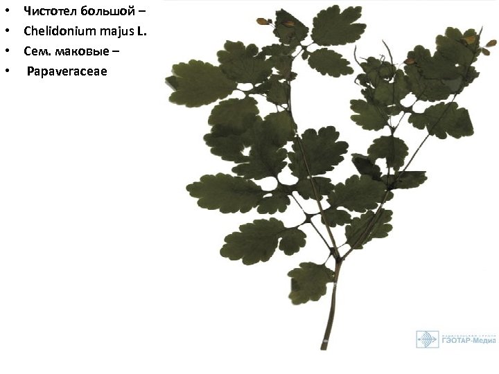  • • Чистотел большой – Chelidonium majus L. Сем. маковые – Papaveraceae 