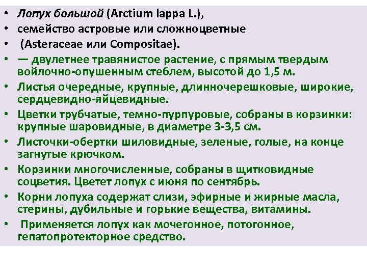  • • • Лопух большой (Arctium lappa L. ), семейство астровые или сложноцветные