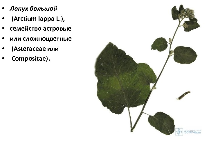  • • • Лопух большой (Arctium lappa L. ), семейство астровые или сложноцветные
