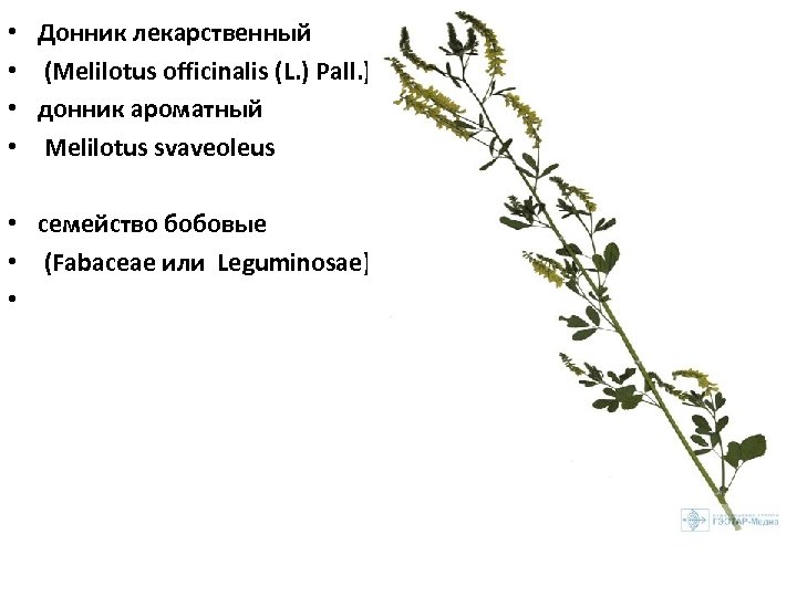  • • Донник лекарственный (Melilotus officinalis (L. ) Pall. ), донник ароматный Melilotus